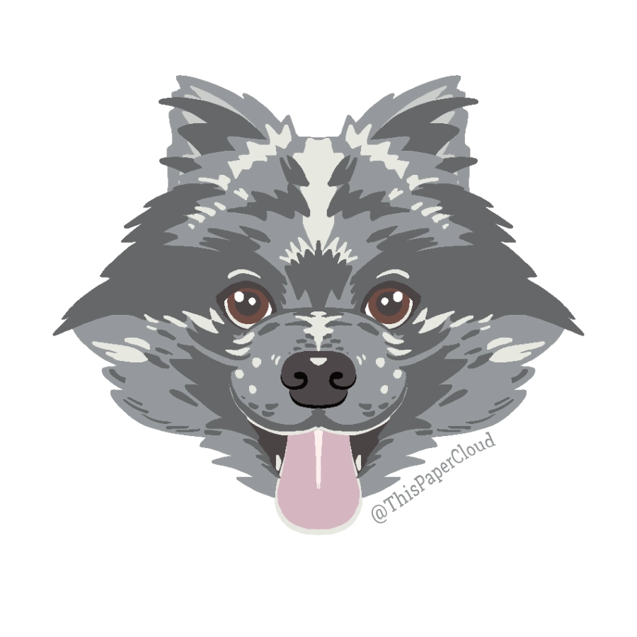 sticker of a blue merle Pomeranian's face